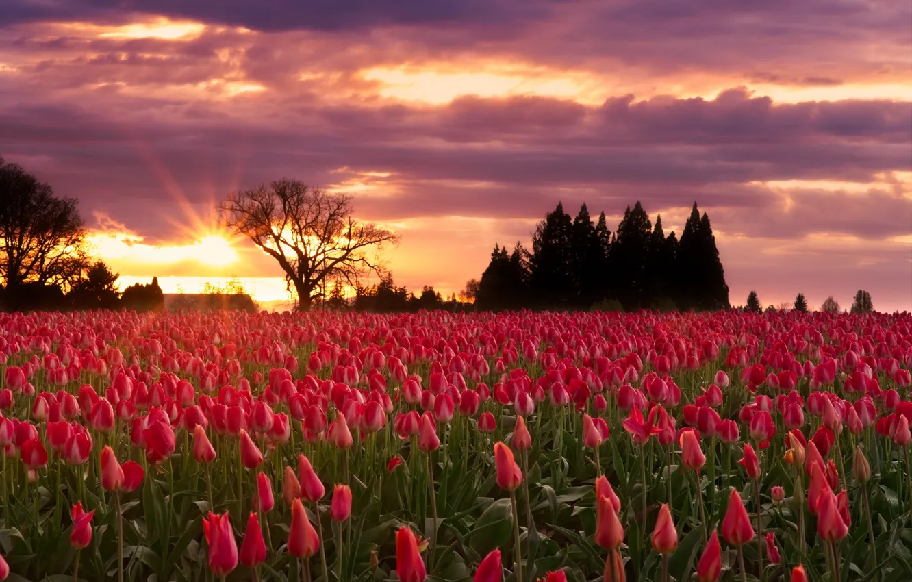 Photo wallpaper landscape, sunset, flowers, Nature, tulips
