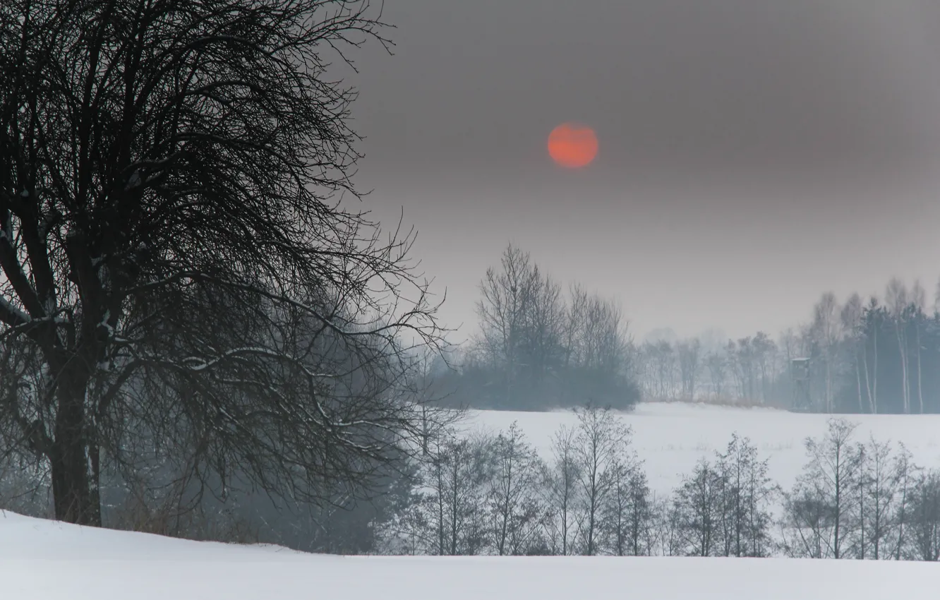 Photo wallpaper winter, the sun, snow, trees, red, landing, proroga