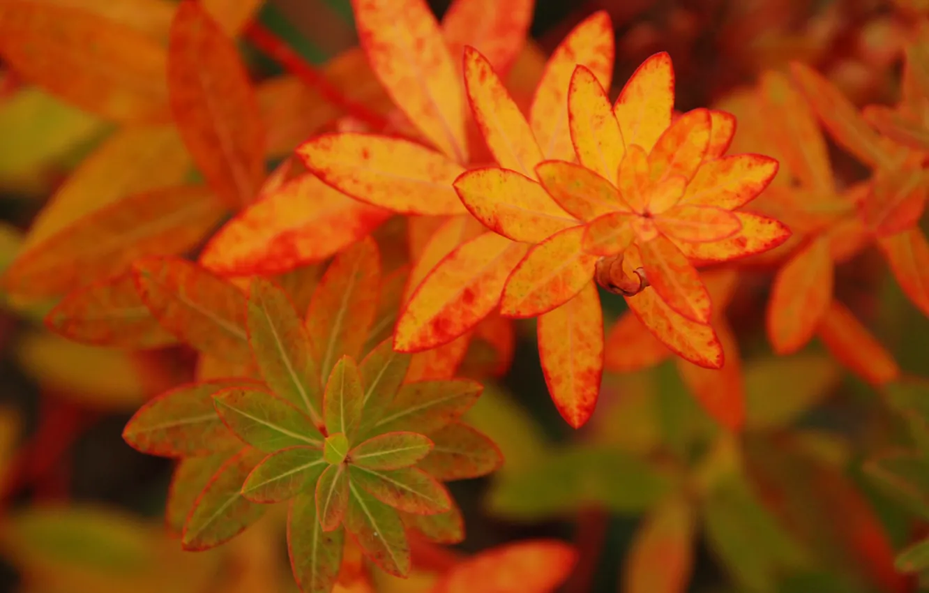 Photo wallpaper autumn, leaves, plant, color