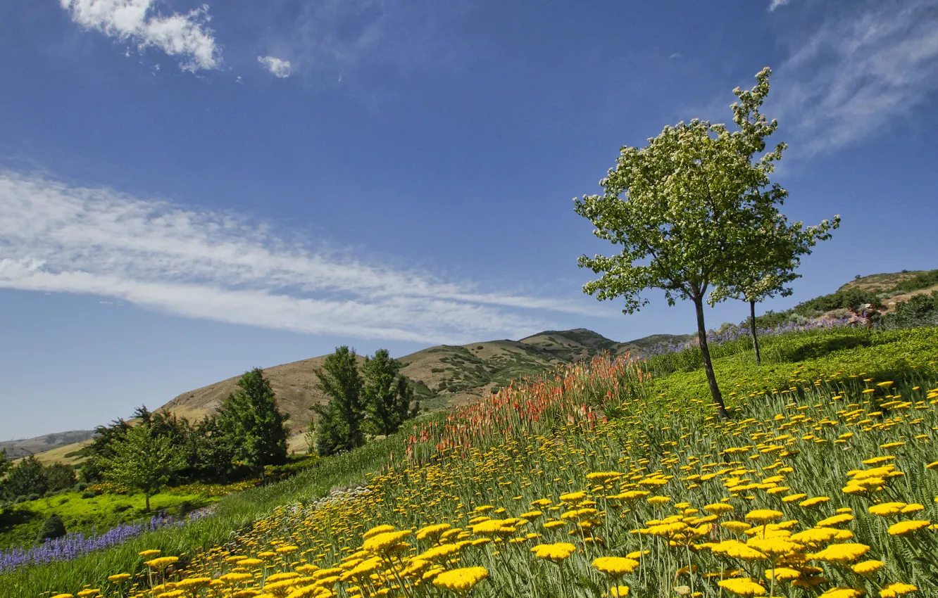 Photo wallpaper trees, flowers, Utah, Utah, Botanical garden, Red Butte Garden, Salt Lake City