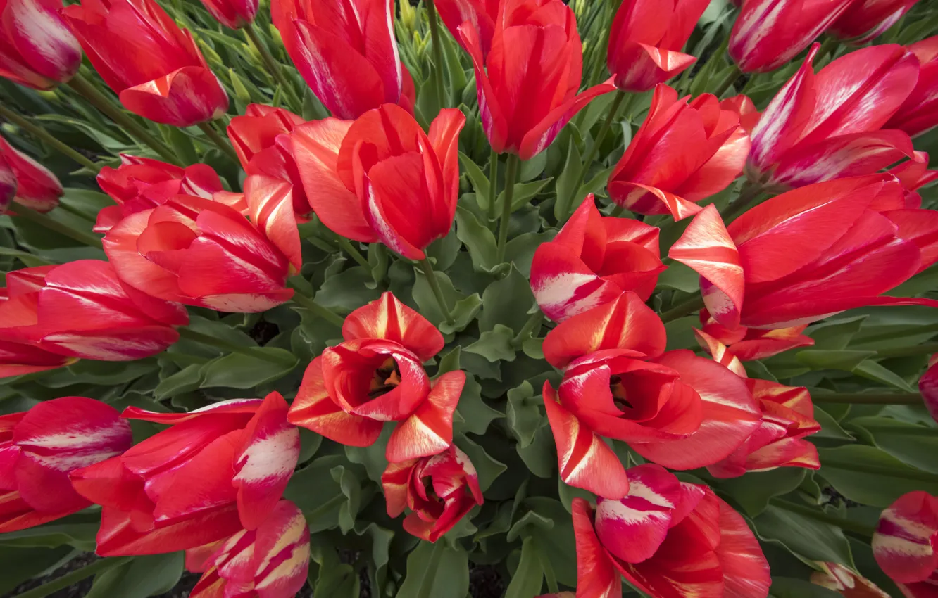 Photo wallpaper leaves, flowers, red, spring, garden, tulips, buds, flowerbed