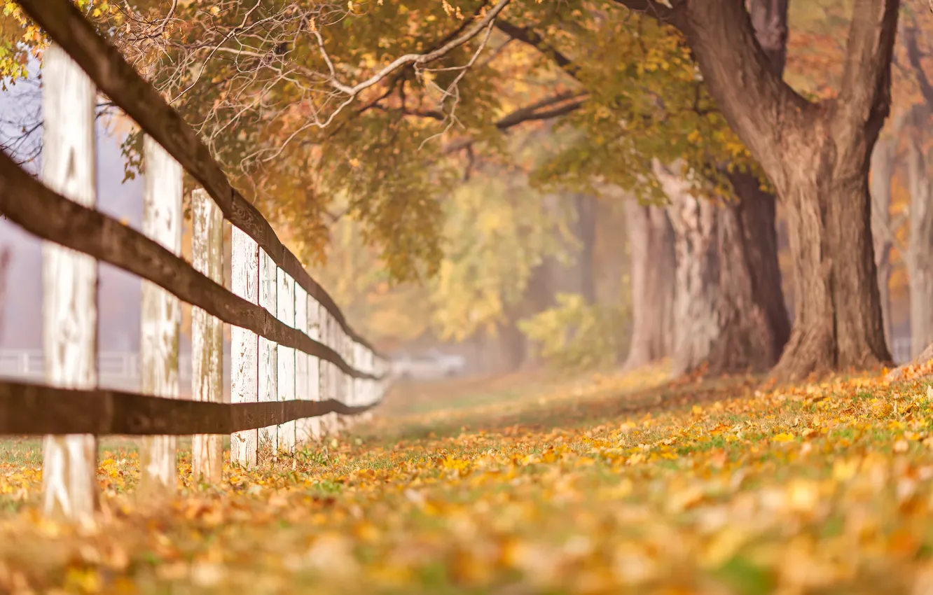 Photo wallpaper autumn, nature, the fence