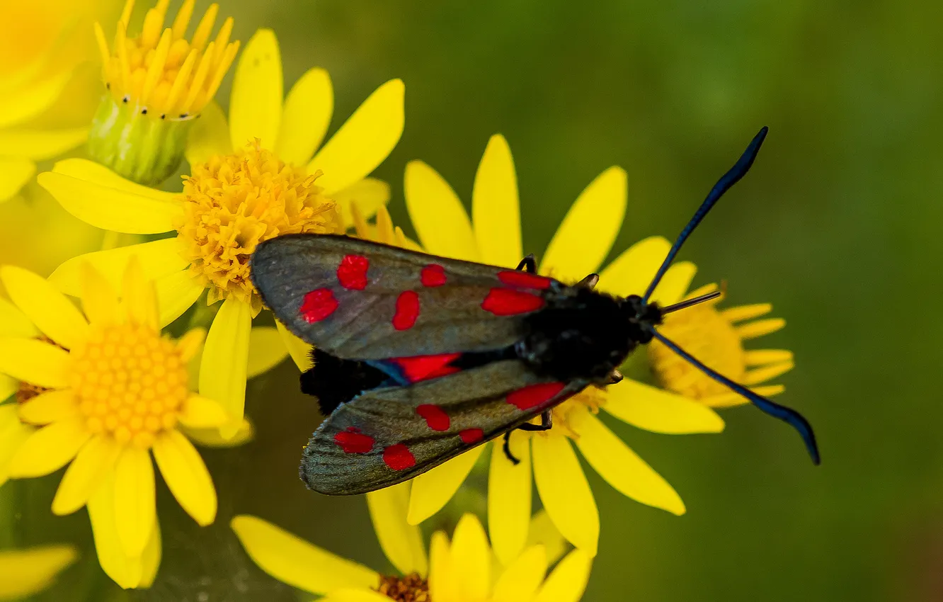 Photo wallpaper macro, flowers, butterfly, plant, wings
