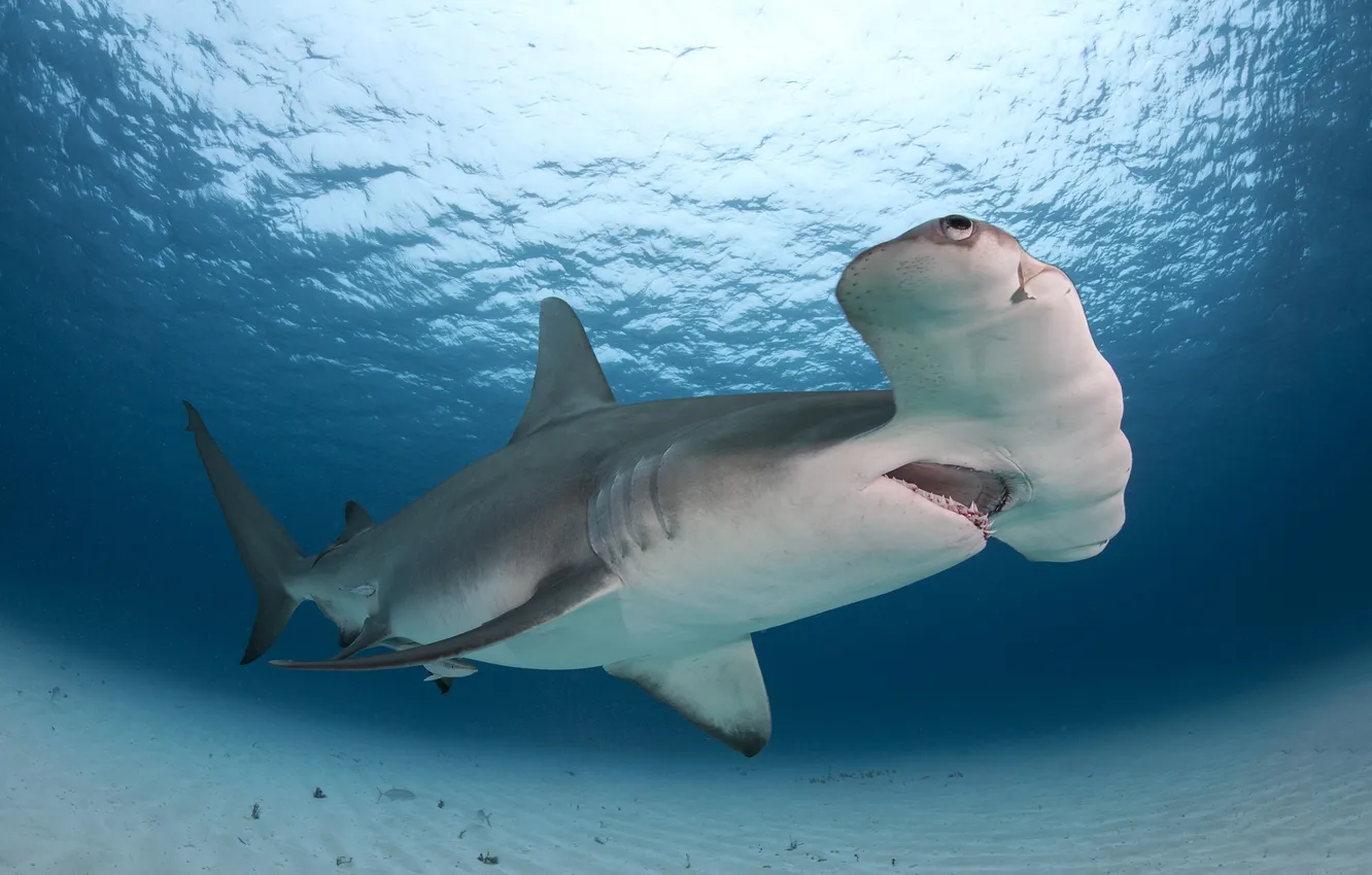 Photo wallpaper Bahamas, Bimini, Great Hammerhead Shark
