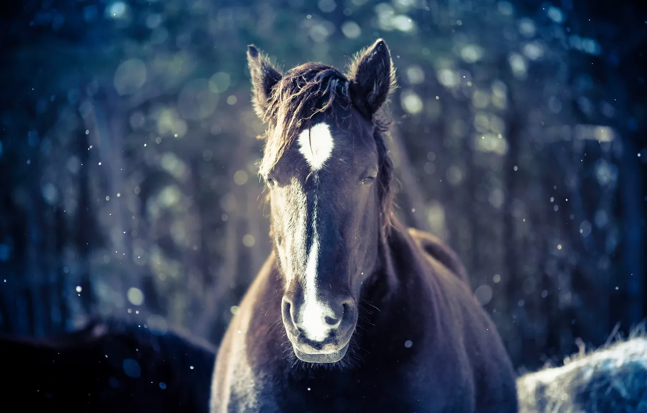 Photo wallpaper snow, nature, horse