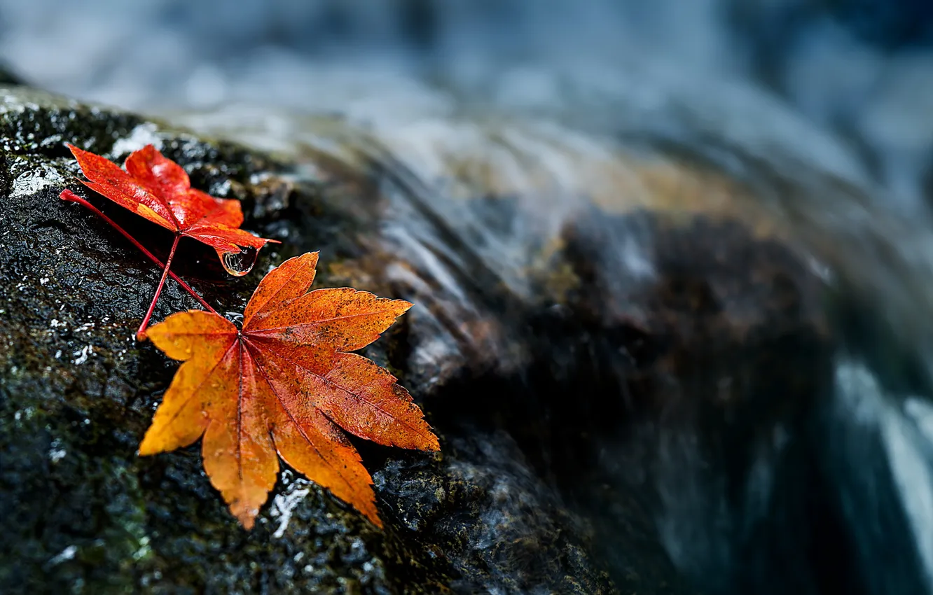 Photo wallpaper autumn, leaves, nature, river