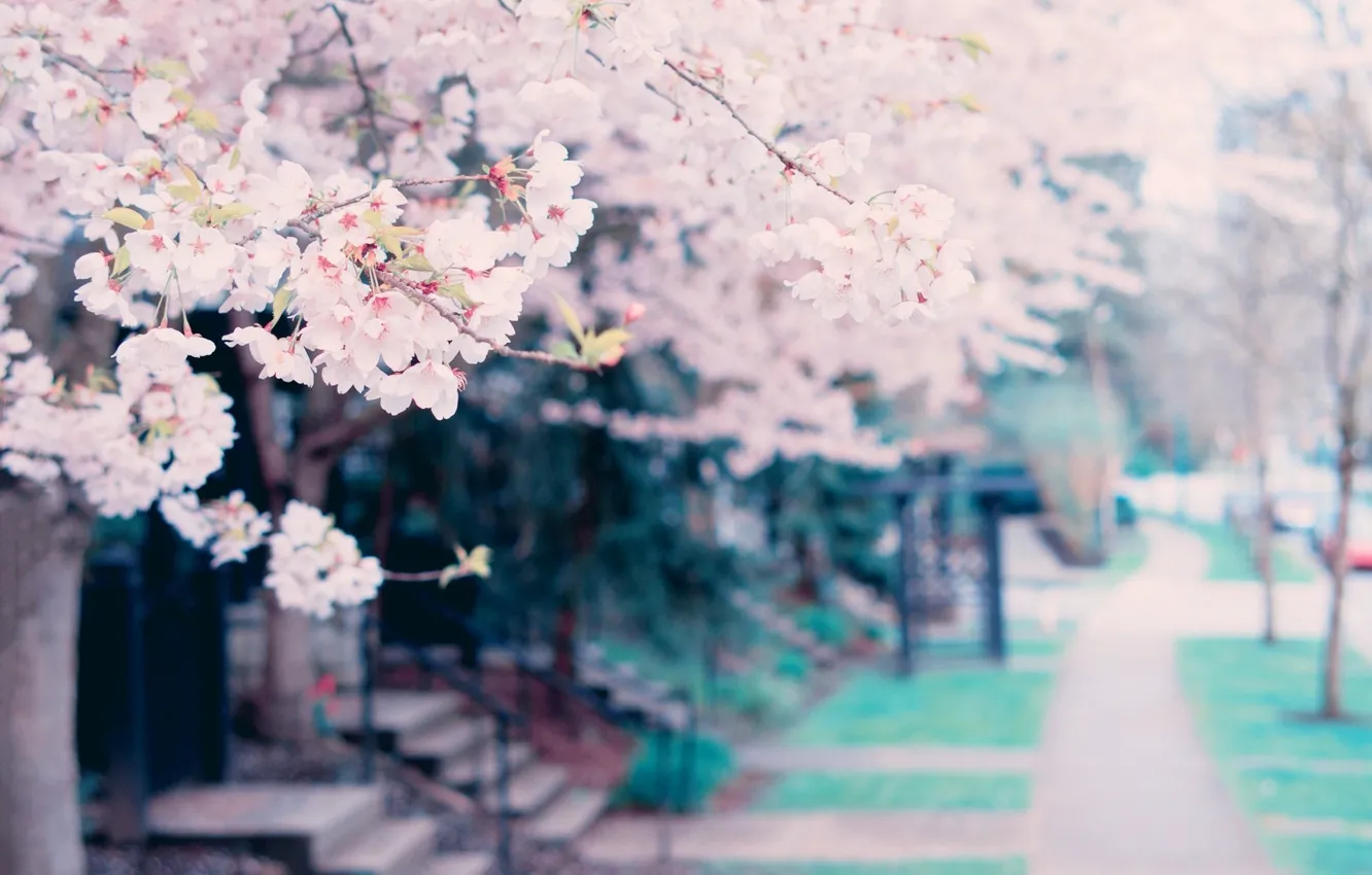 Photo wallpaper trees, flowers, spring, tree, spring, blossoms