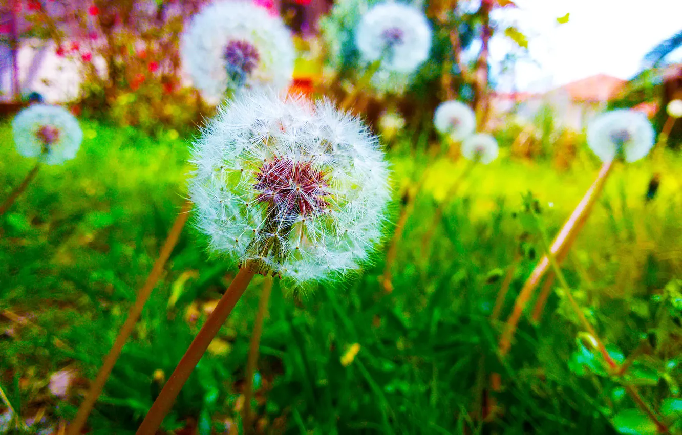 Photo wallpaper Greece, dandelion, backyard, Halkidiki