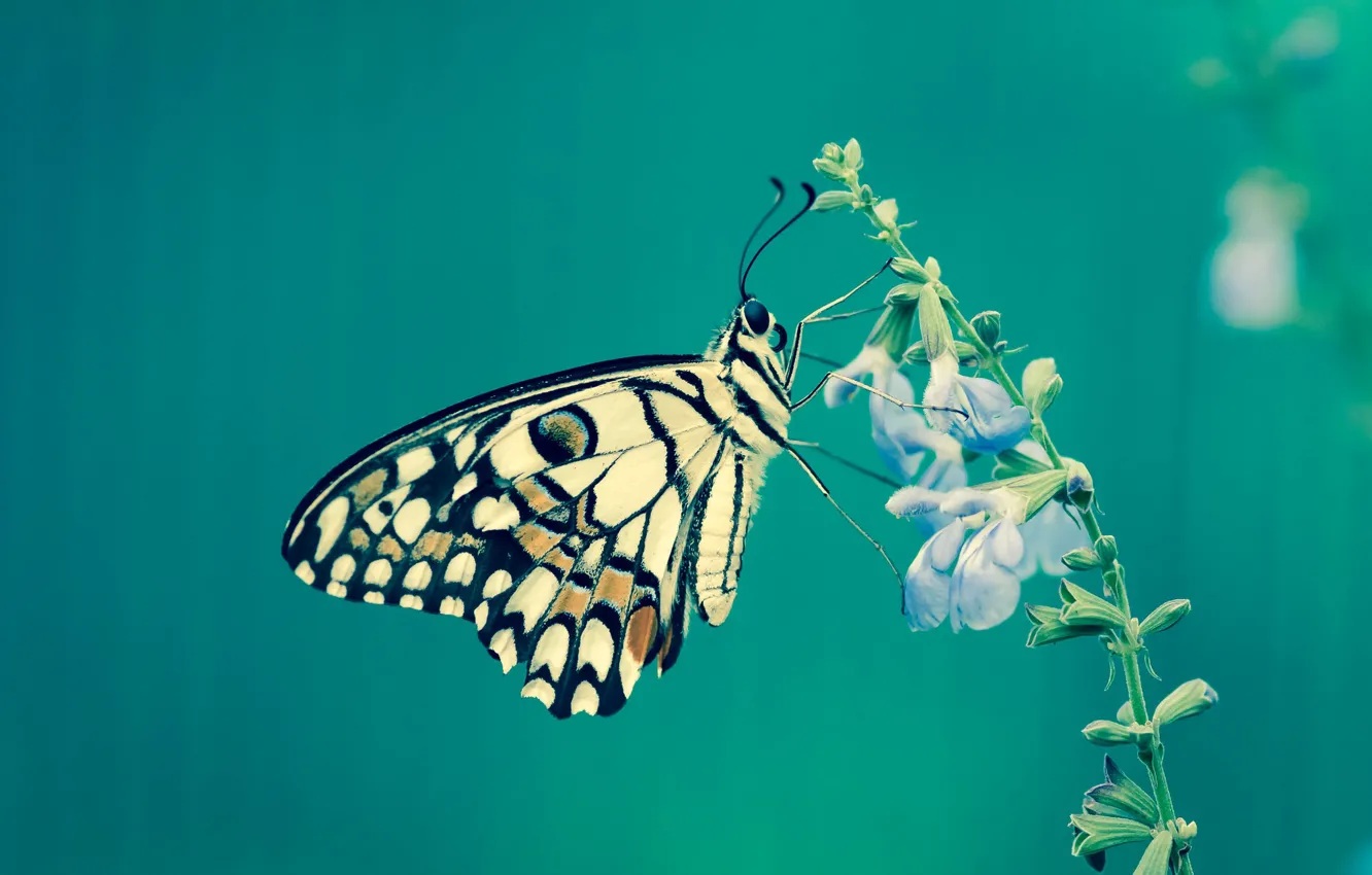Photo wallpaper macro, background, butterfly, Fleur Walton
