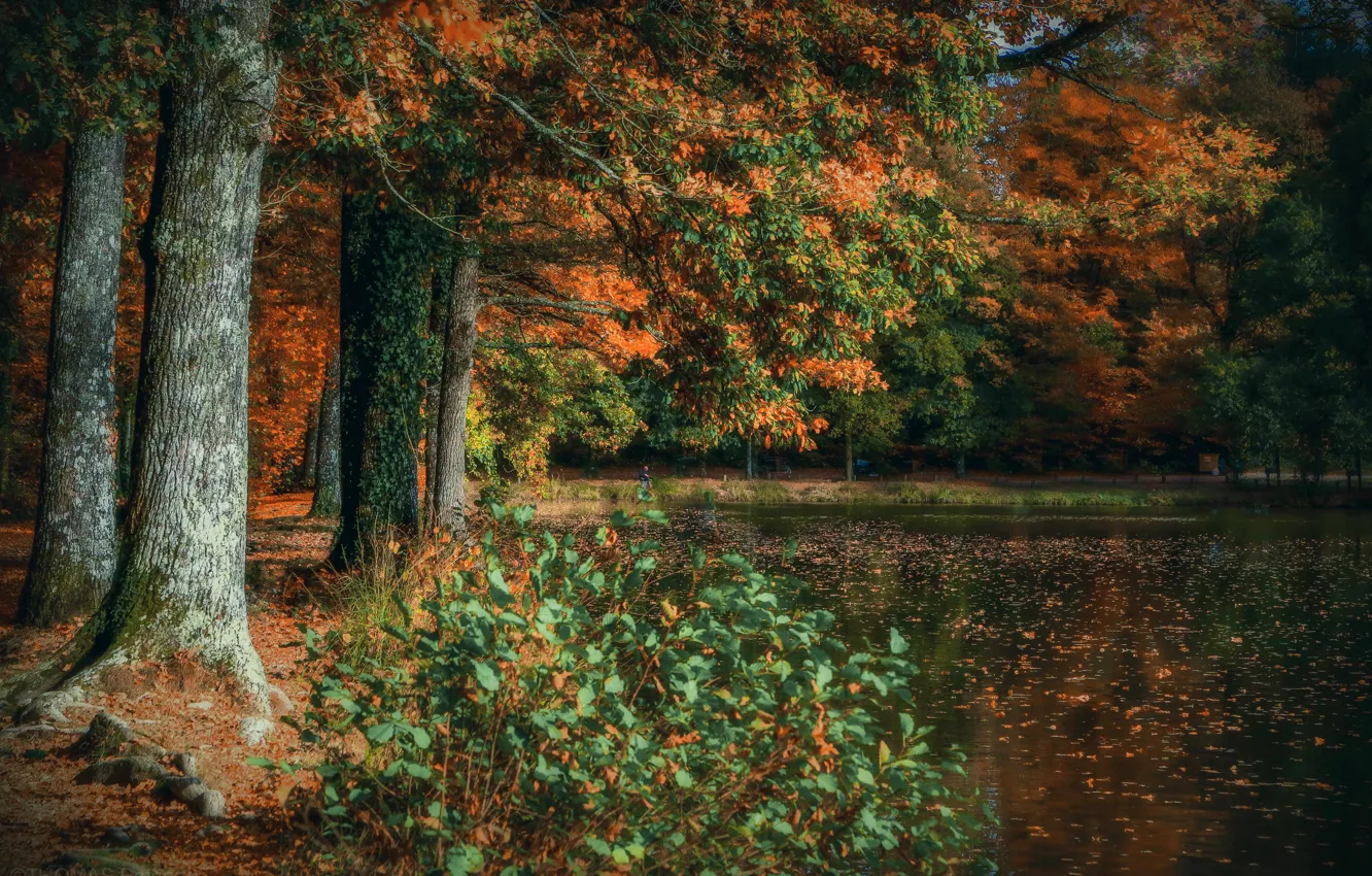 Photo wallpaper autumn, the city, Park