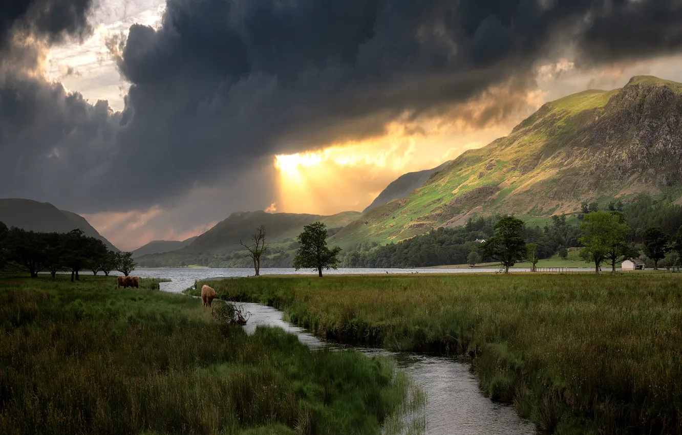 Photo wallpaper forest, grass, light, mountains, clouds, river, shore, cows