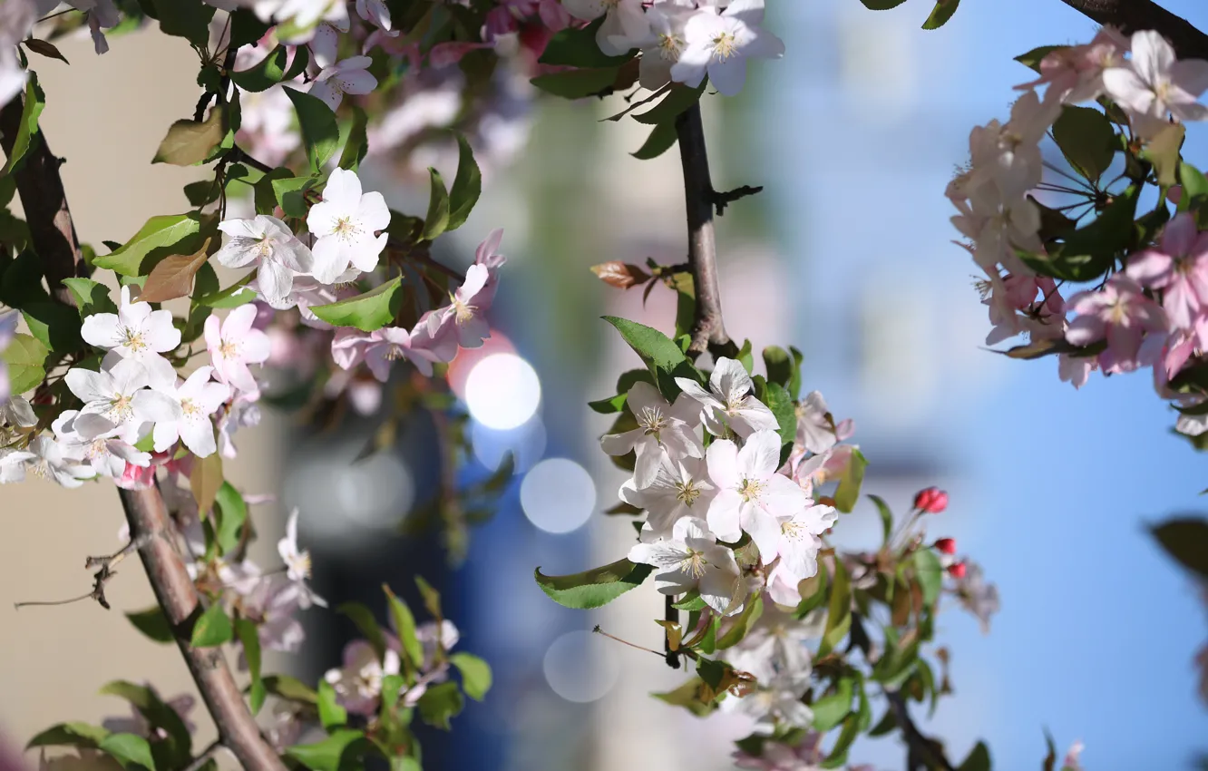 Photo wallpaper summer, flowering, Apple