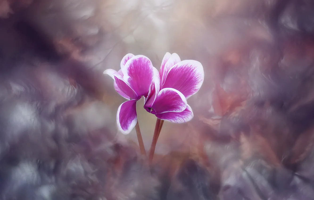 Photo wallpaper flowers, pink, cyclamen, art processing