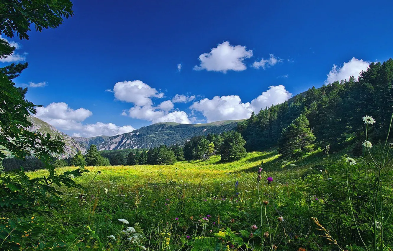 Photo wallpaper field, forest, the sky, mountains, plant, forest, sky, field
