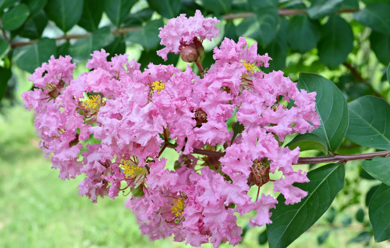 Photo wallpaper flowers, Indian lilac, Lagerstroemia
