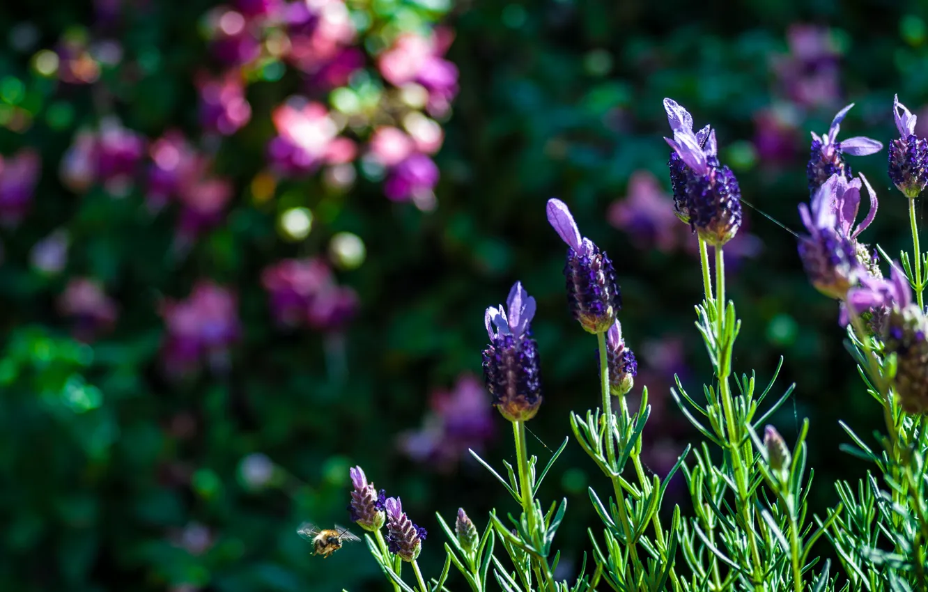 Photo wallpaper flower, plant, meadow, lavender