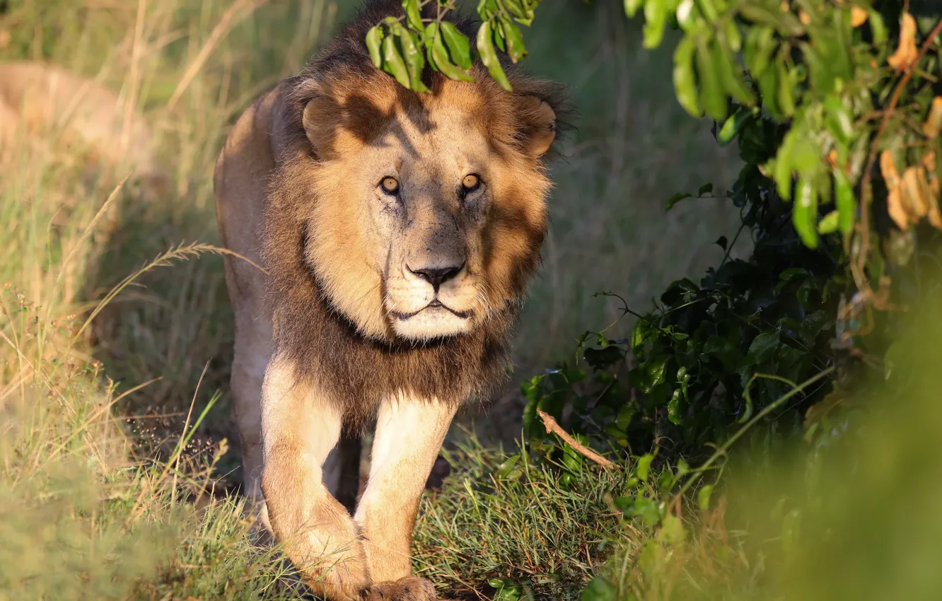 Photo wallpaper grass, look, face, leaves, light, nature, shadow, Leo