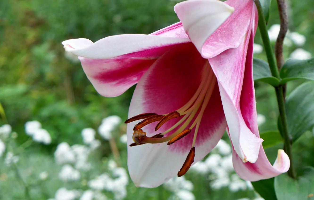 Photo wallpaper flower, macro, pink, Lily, beautiful, flowerbed, aroma, bokeh