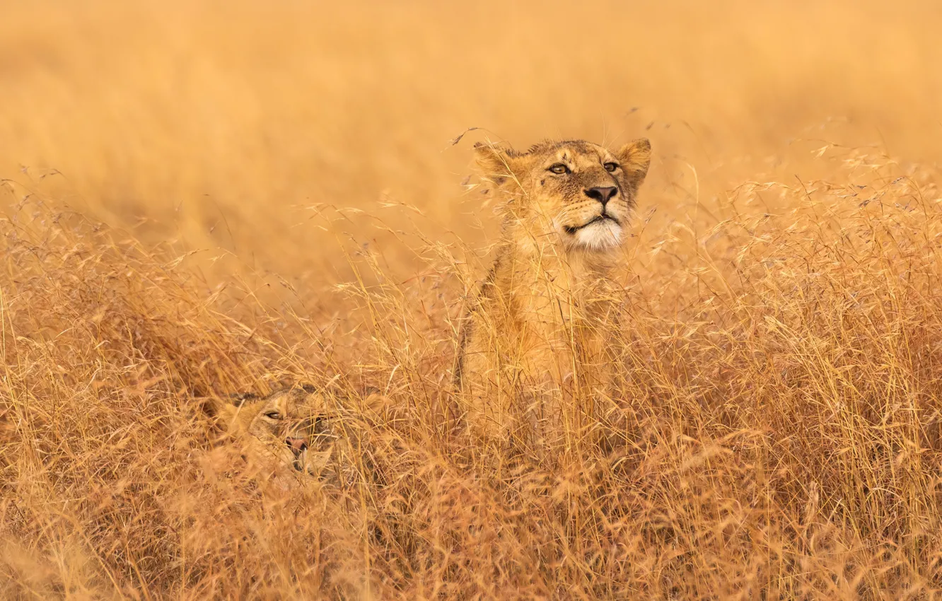 Photo wallpaper GRASS, TIGERS, STRAW, DISGUISE, LION, PREDATORS, AFRICA, Serengeti National Park