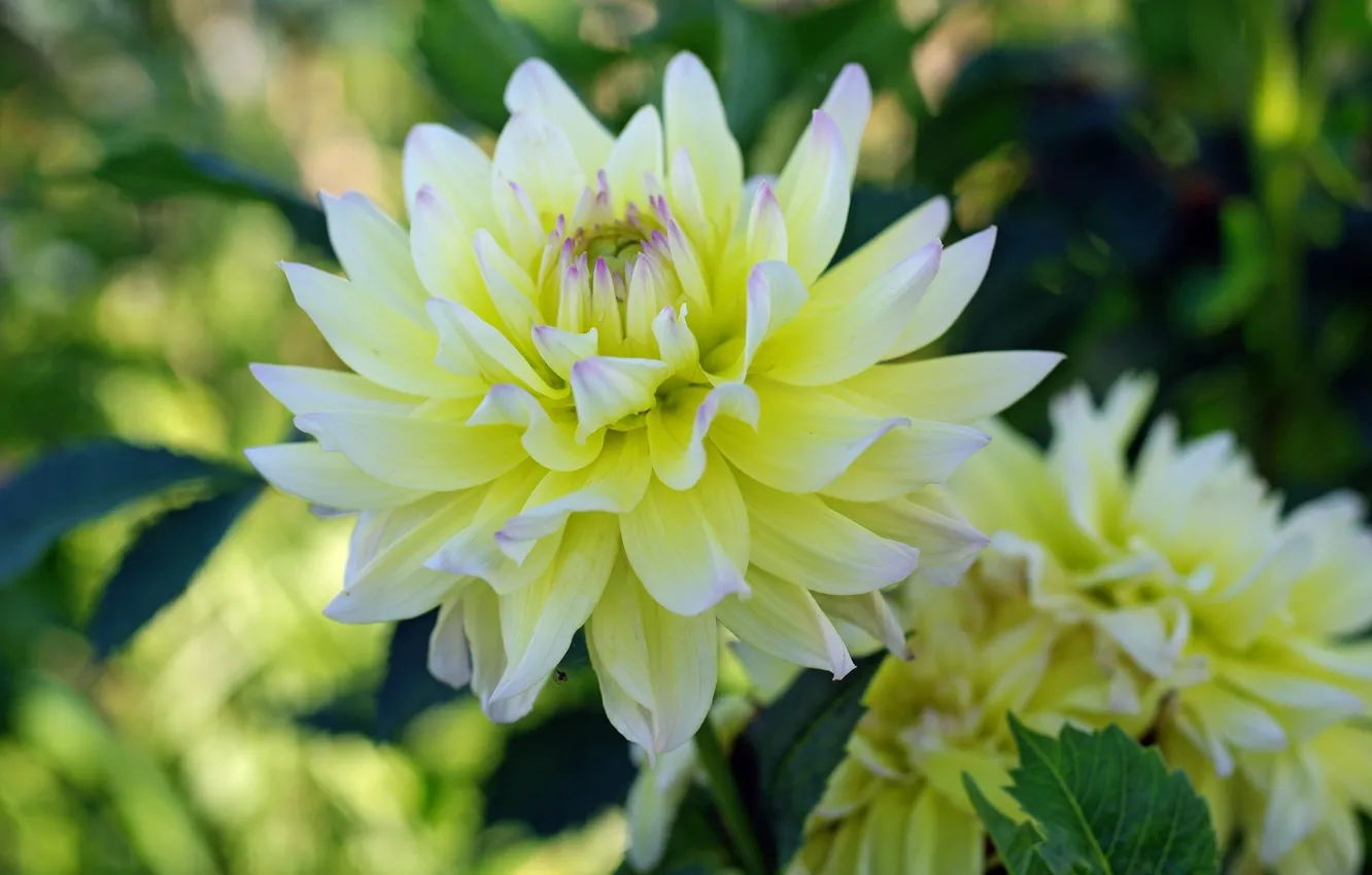 Photo wallpaper white, macro, dahlias
