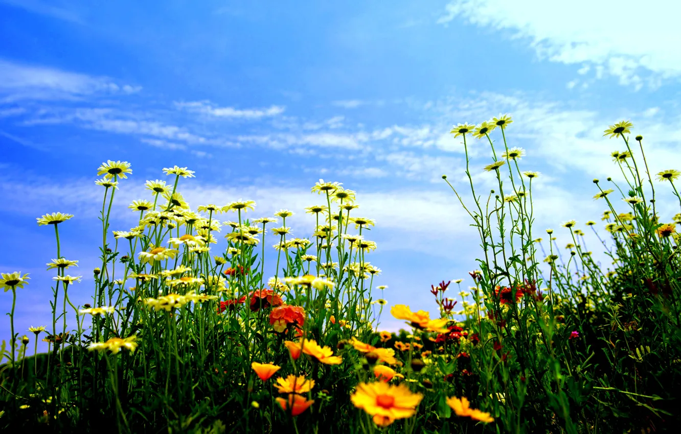 Photo wallpaper field, the sky, clouds, flowers, meadow