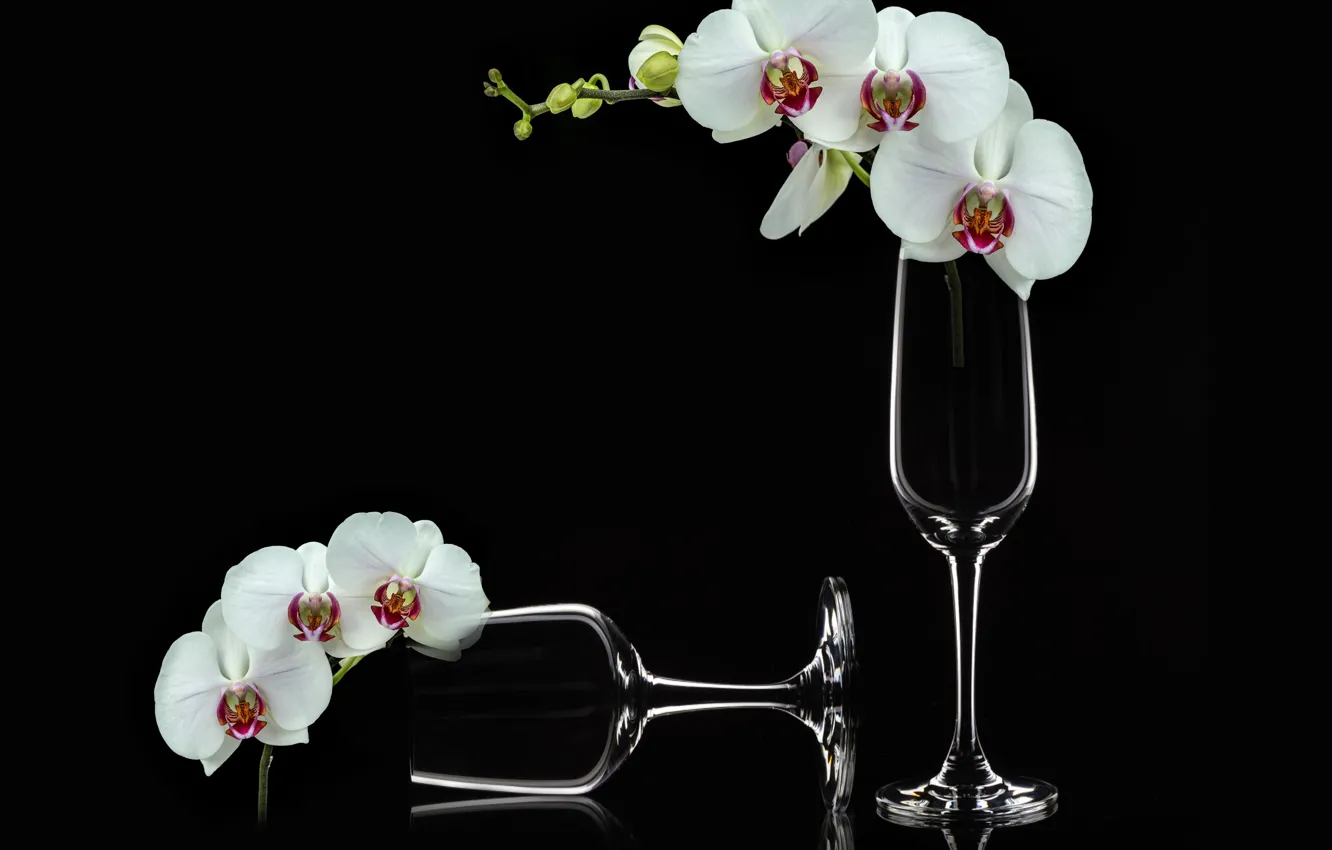Photo wallpaper flowers, orchids, phalaenopsis, still life closeup, white, champagne glass, flowers bouquet