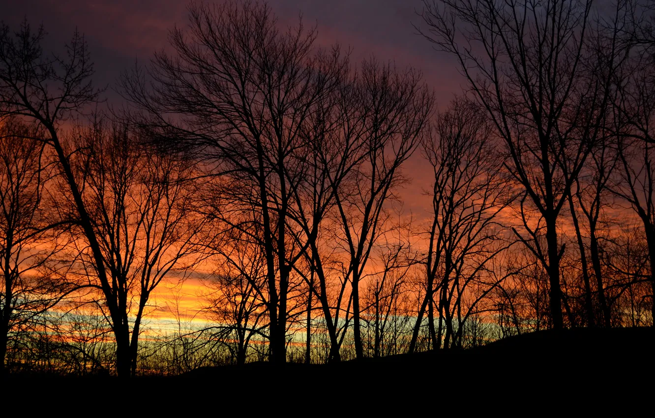 Photo wallpaper the sky, trees, sunset, nature, the evening, twilight, silhouette