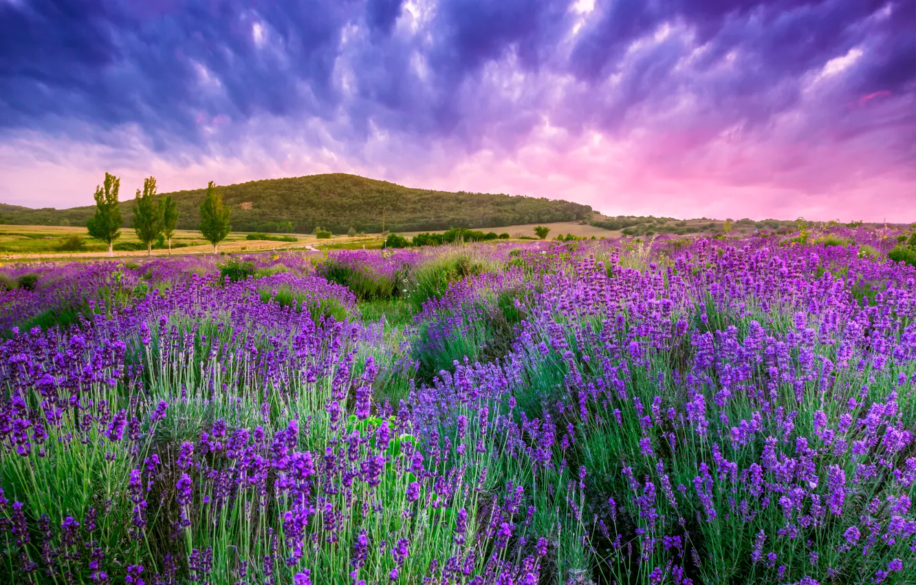 Photo wallpaper landscape, flowers, nature, sunrise, lavender