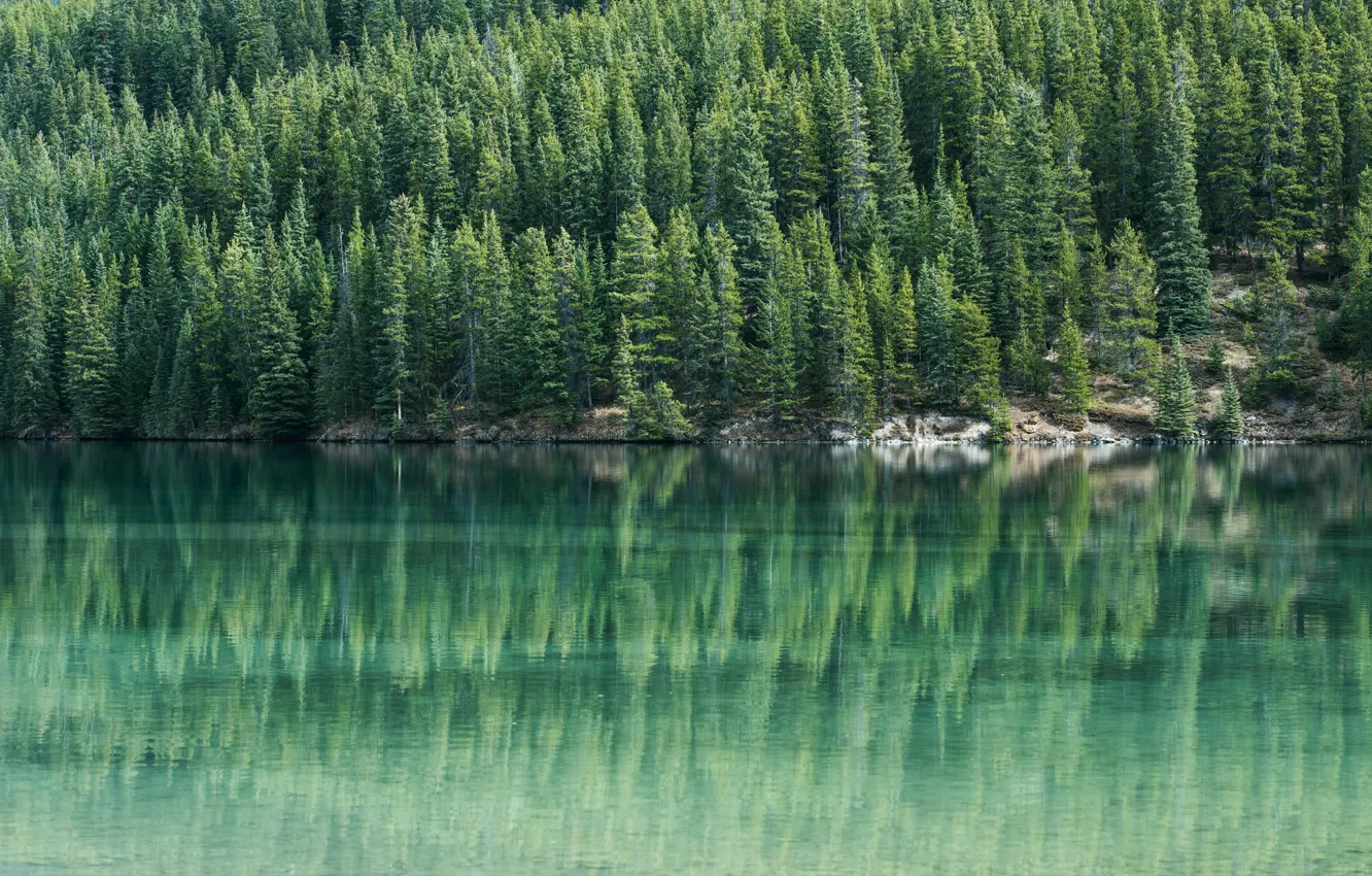 Photo wallpaper forest, summer, water, trees, reflection, river, shore, slope