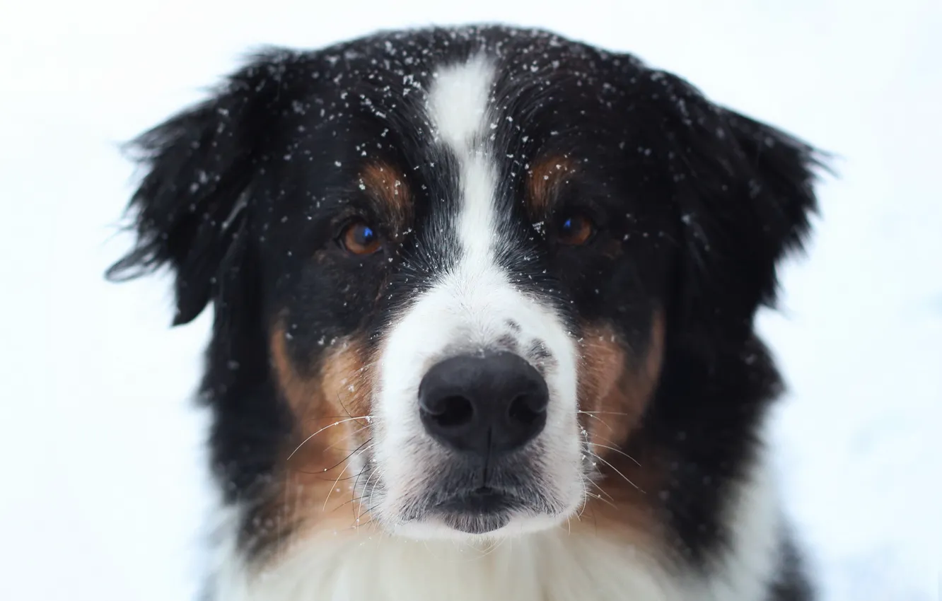 Photo wallpaper look, each, dog