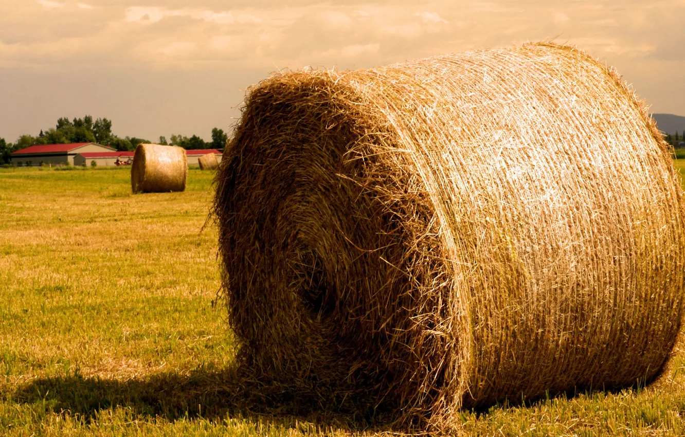 Photo wallpaper field, Straw, hay, bale