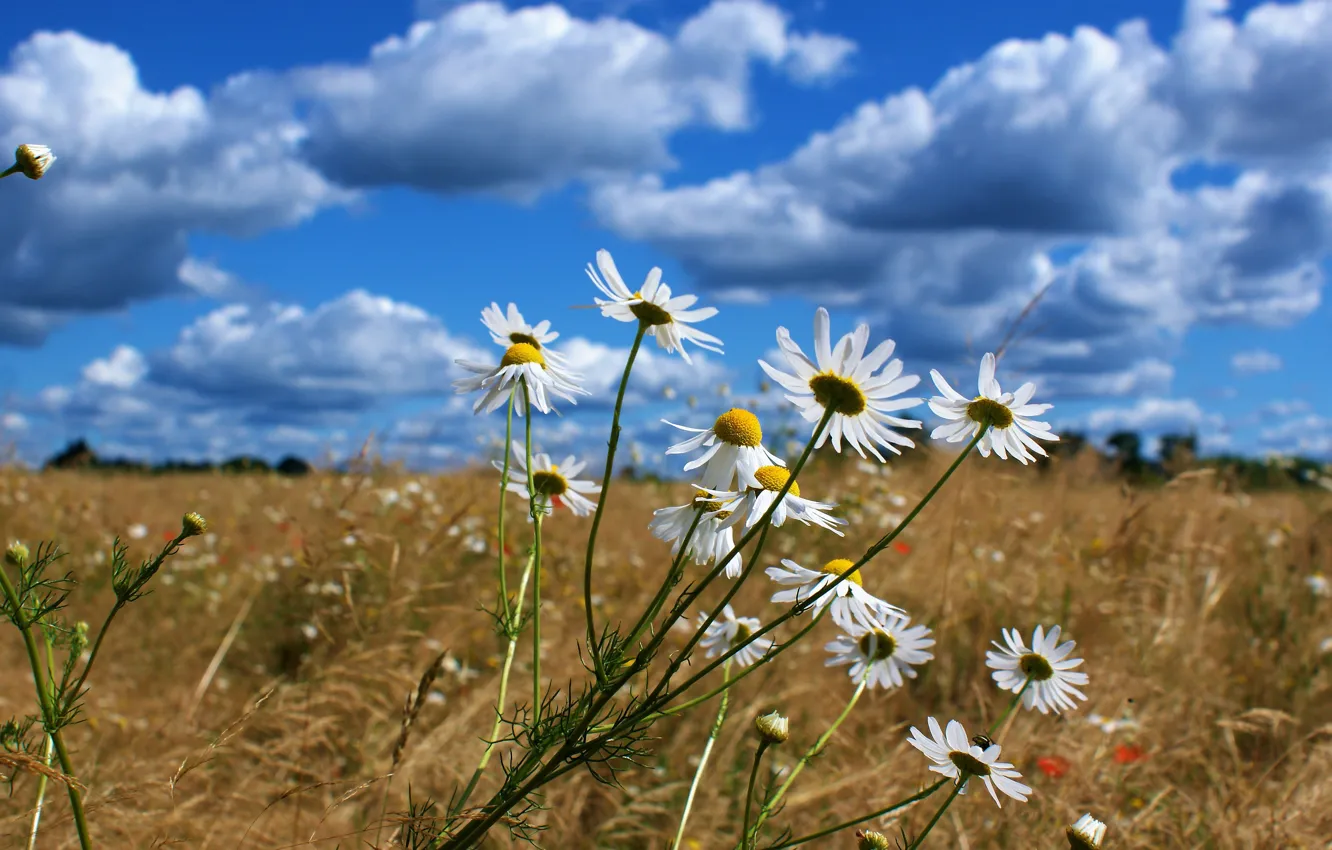 Photo wallpaper field, summer, the sky, clouds, flowers, blue, chamomile, spikelets