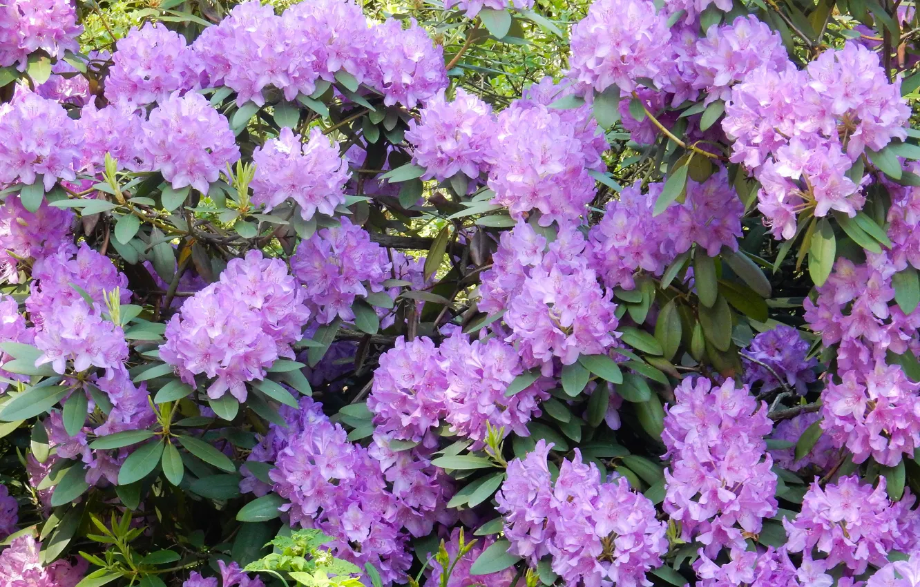 Photo wallpaper summer, flowers, the bushes, widescreen, beautiful, background, фон background, the Wallpapers