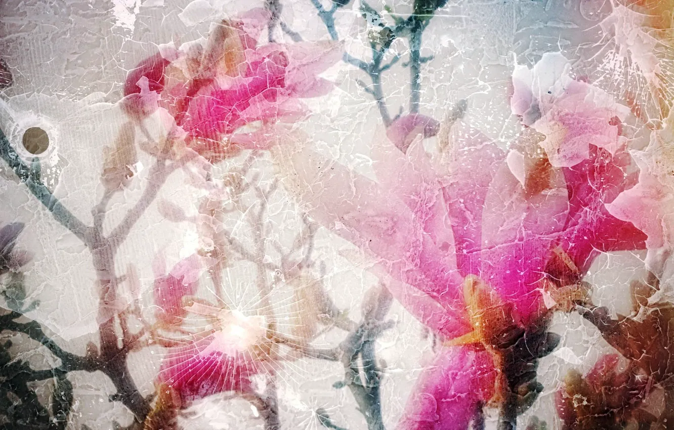Photo wallpaper flowers, background, texture