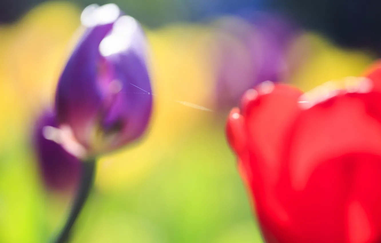 Photo wallpaper greens, flowers, blur, tulips