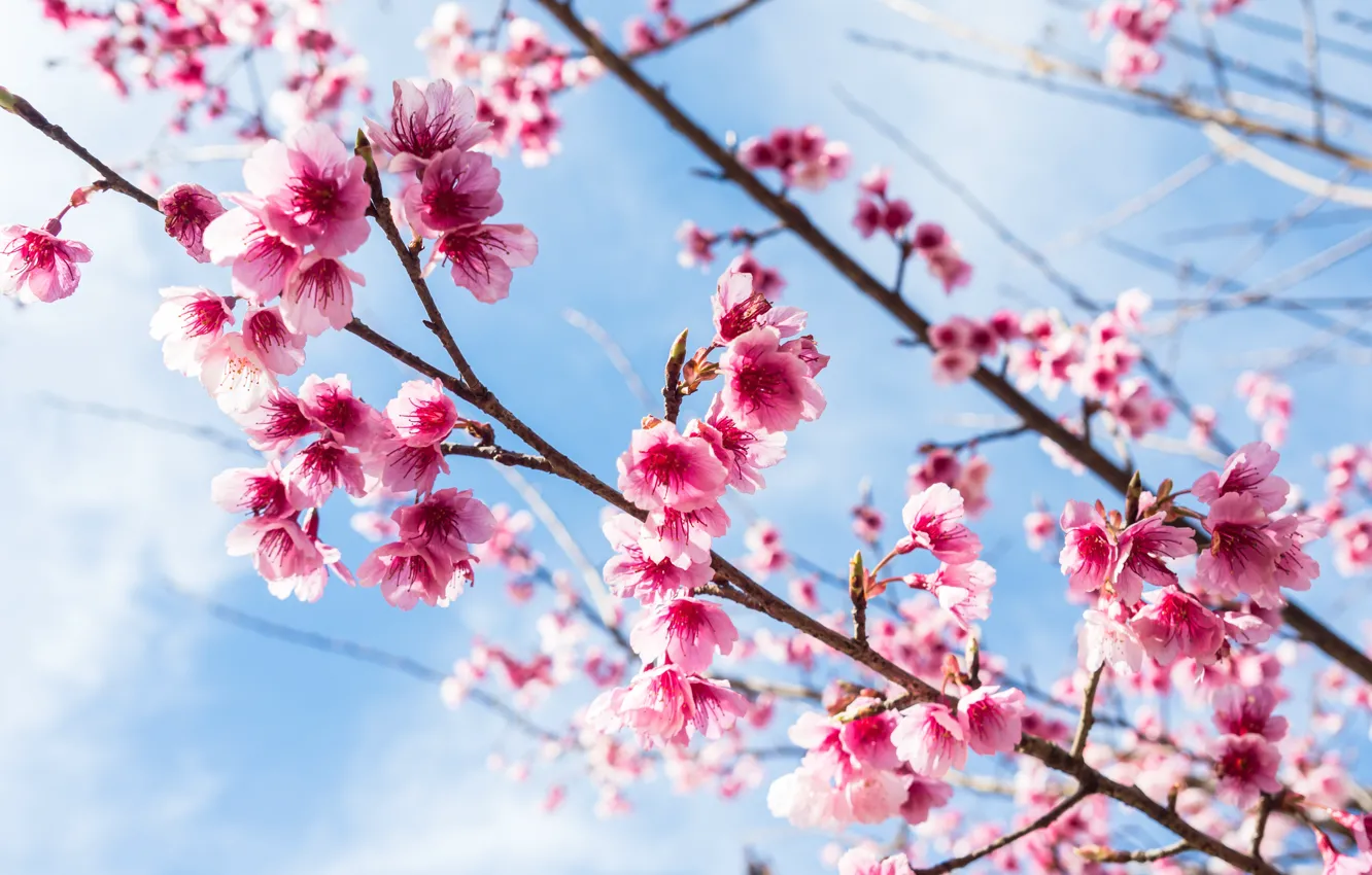 Photo wallpaper the sky, branches, spring, Sakura, flowering, pink, blossom, sakura