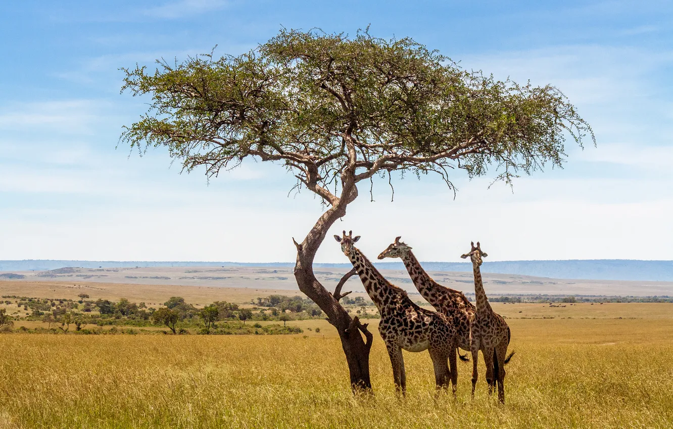 Photo wallpaper trees, giraffe, Savannah
