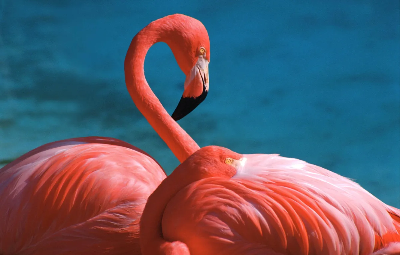 Photo wallpaper pink, feathers, beak, beautiful, Flamingo, neck
