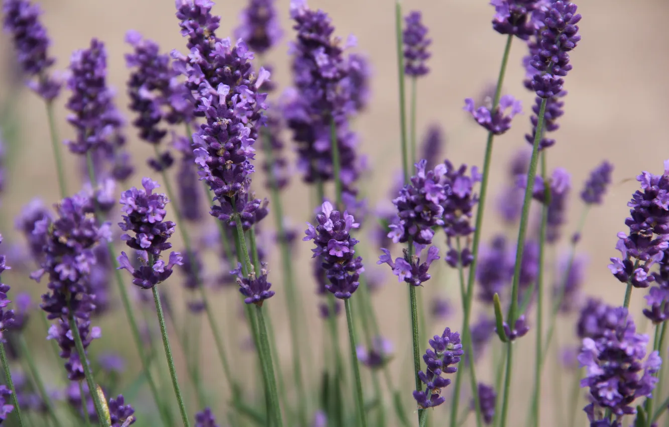 Photo wallpaper purple, flowers, nature, flowers