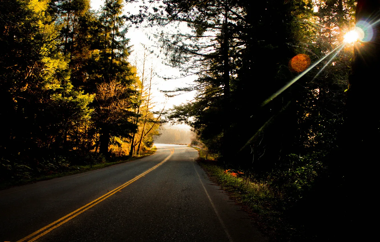 Photo wallpaper road, forest, trees, strip