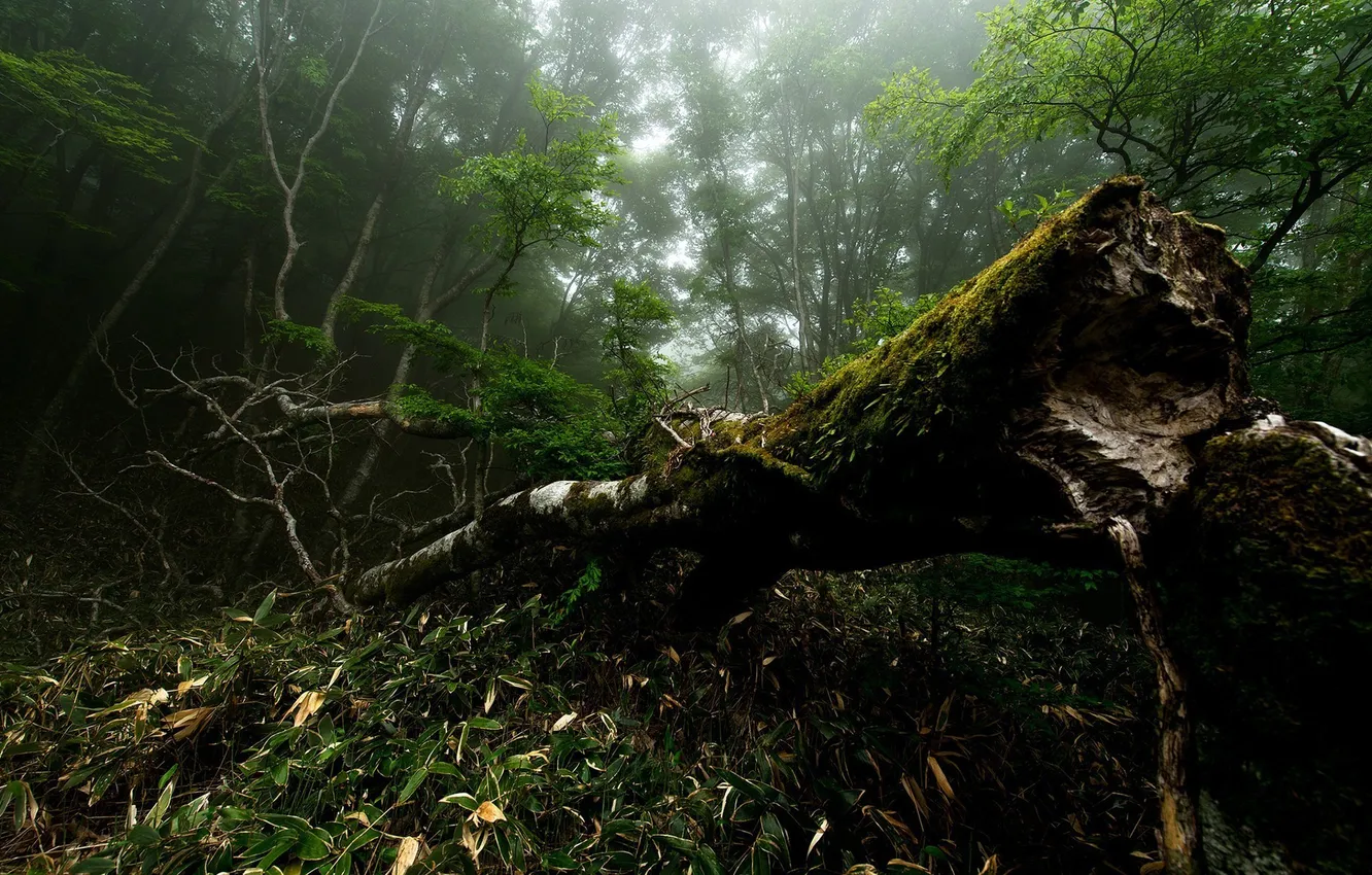 Photo wallpaper forest, summer, nature, fog, photo, tree, moss