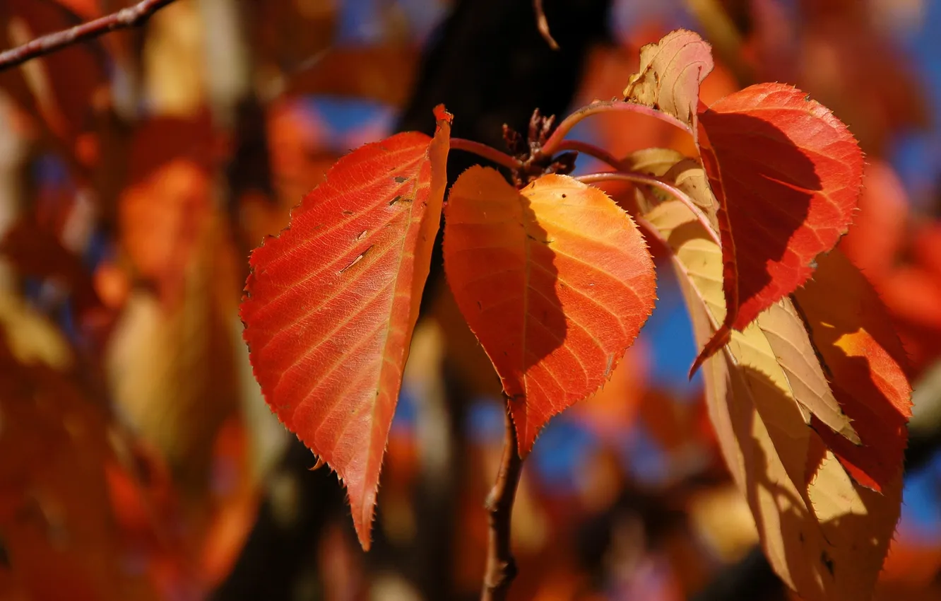 Photo wallpaper autumn, leaves, macro, branch