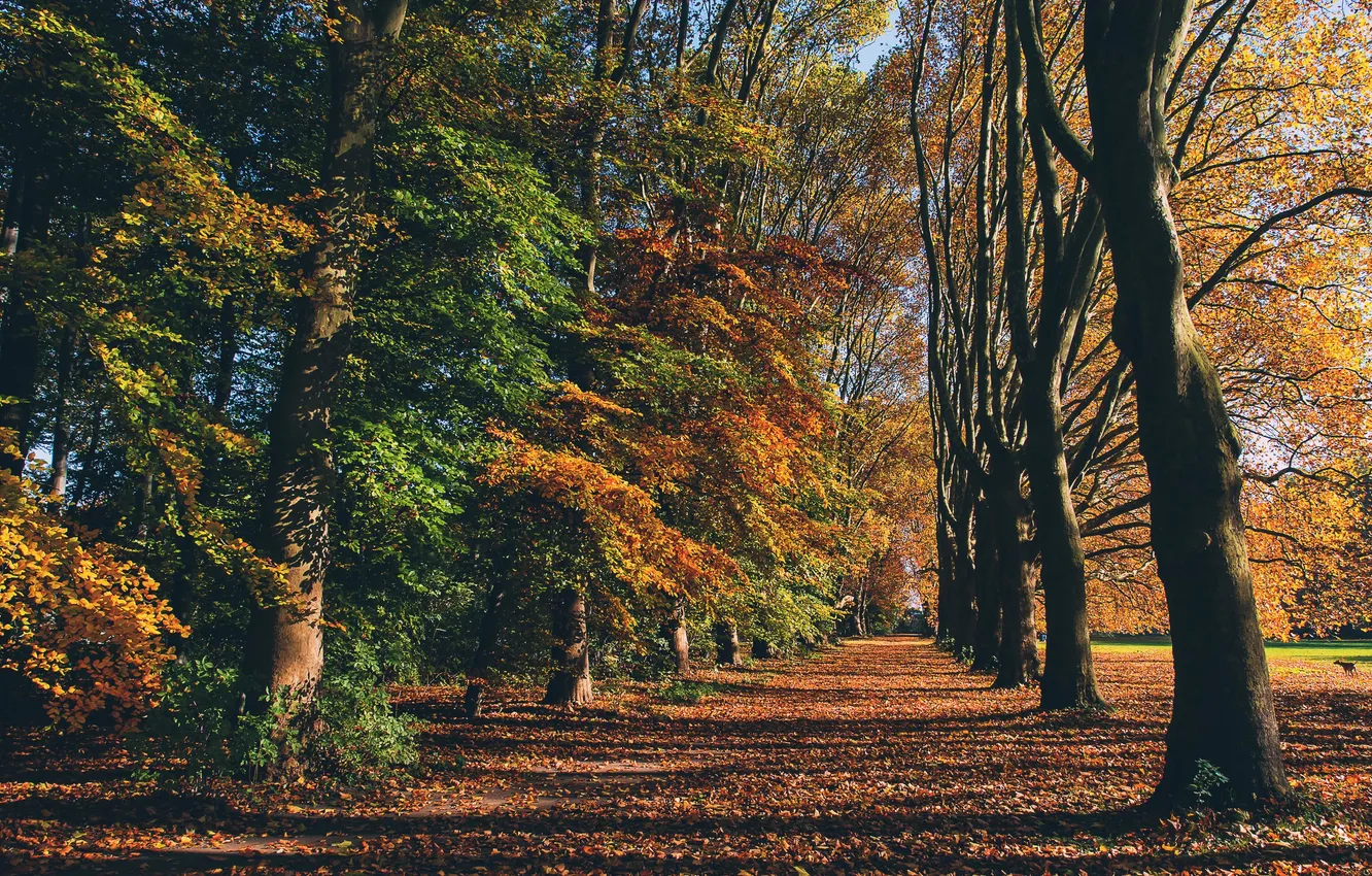 Photo wallpaper field, autumn, grass, leaves, trees, Park, shadow, dog