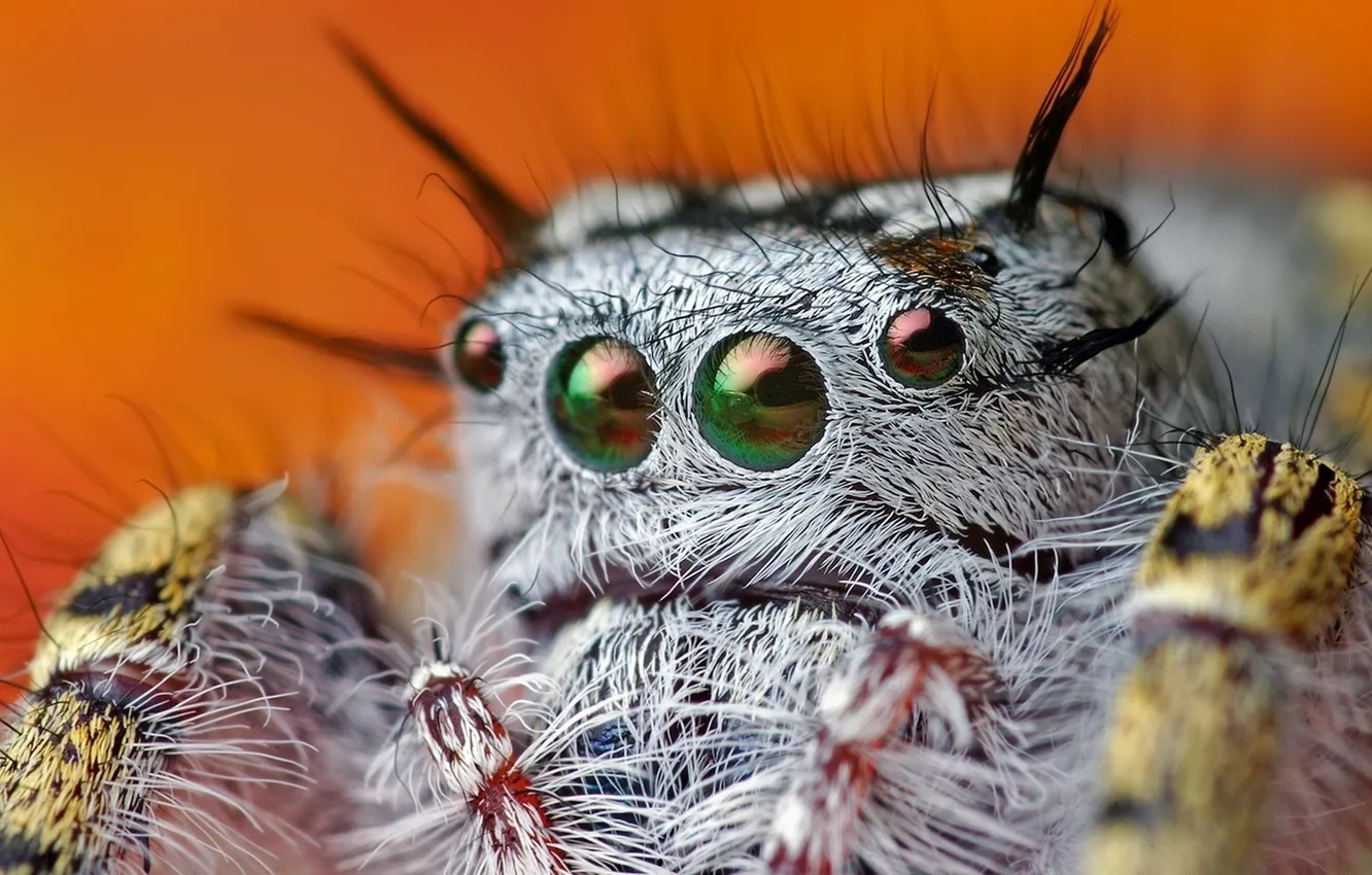 Photo wallpaper eyes, spider, hairs