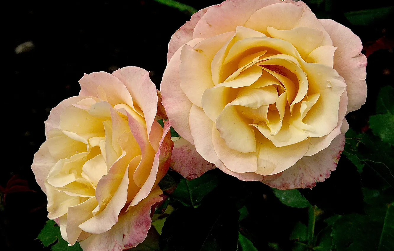 Photo wallpaper macro, roses, petals, buds
