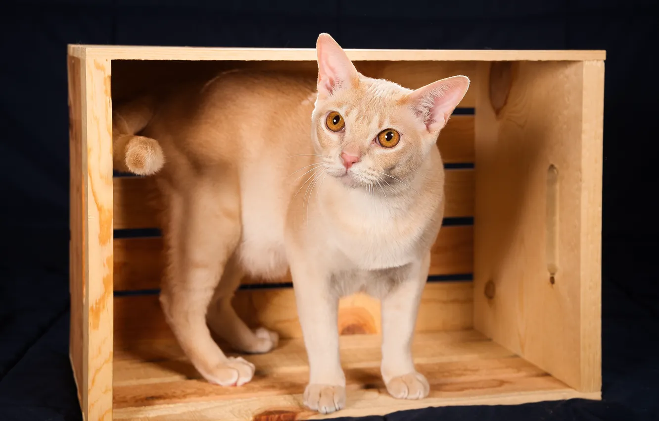 Photo wallpaper cat, box, the dark background, Burma, The Burmese Shorthair