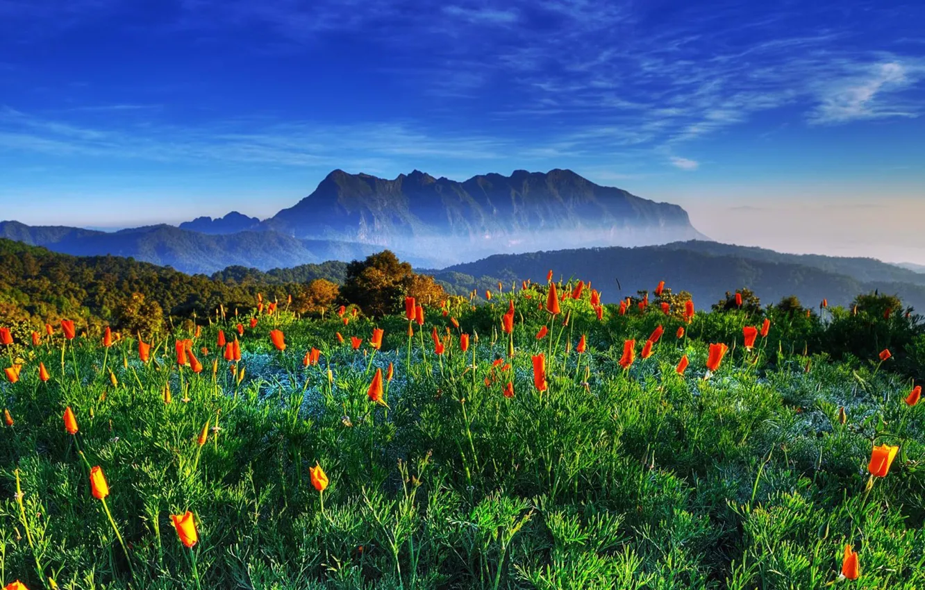 Photo wallpaper Thailand, field, flowers, mountain, Chiang-dao