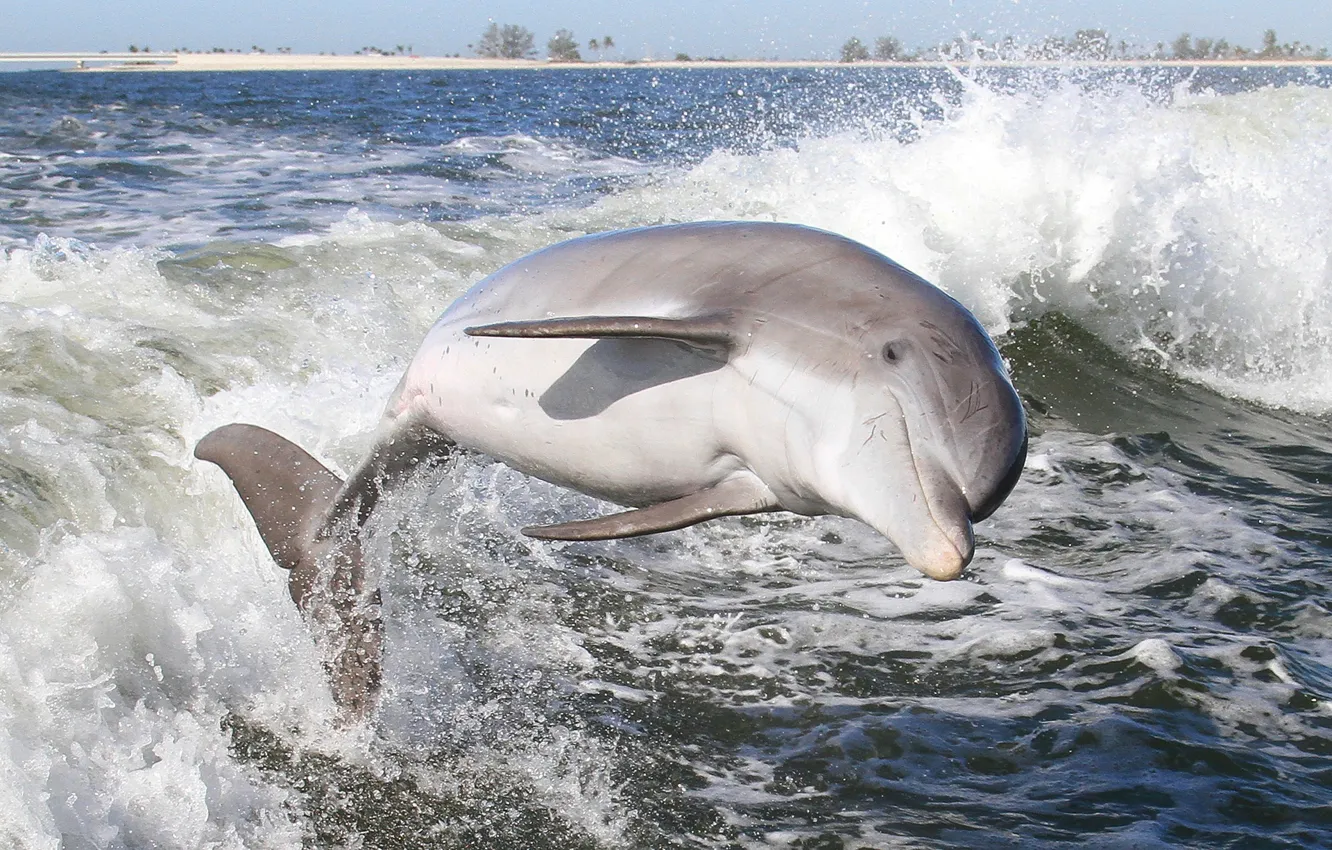 Photo wallpaper water, squirt, Dolphin, mammal