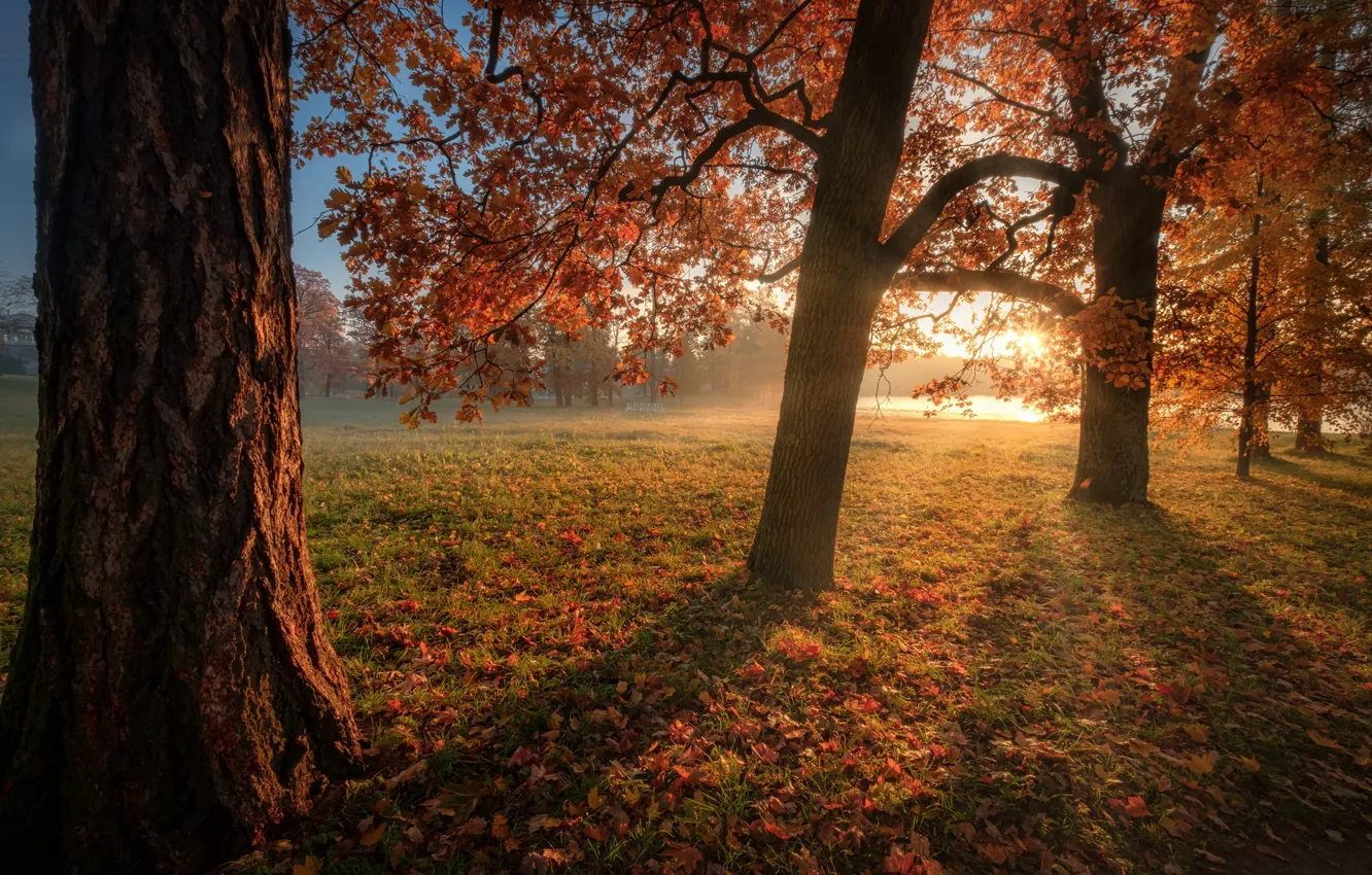 Photo wallpaper autumn, the sun, trees, Park, foliage, Andrei