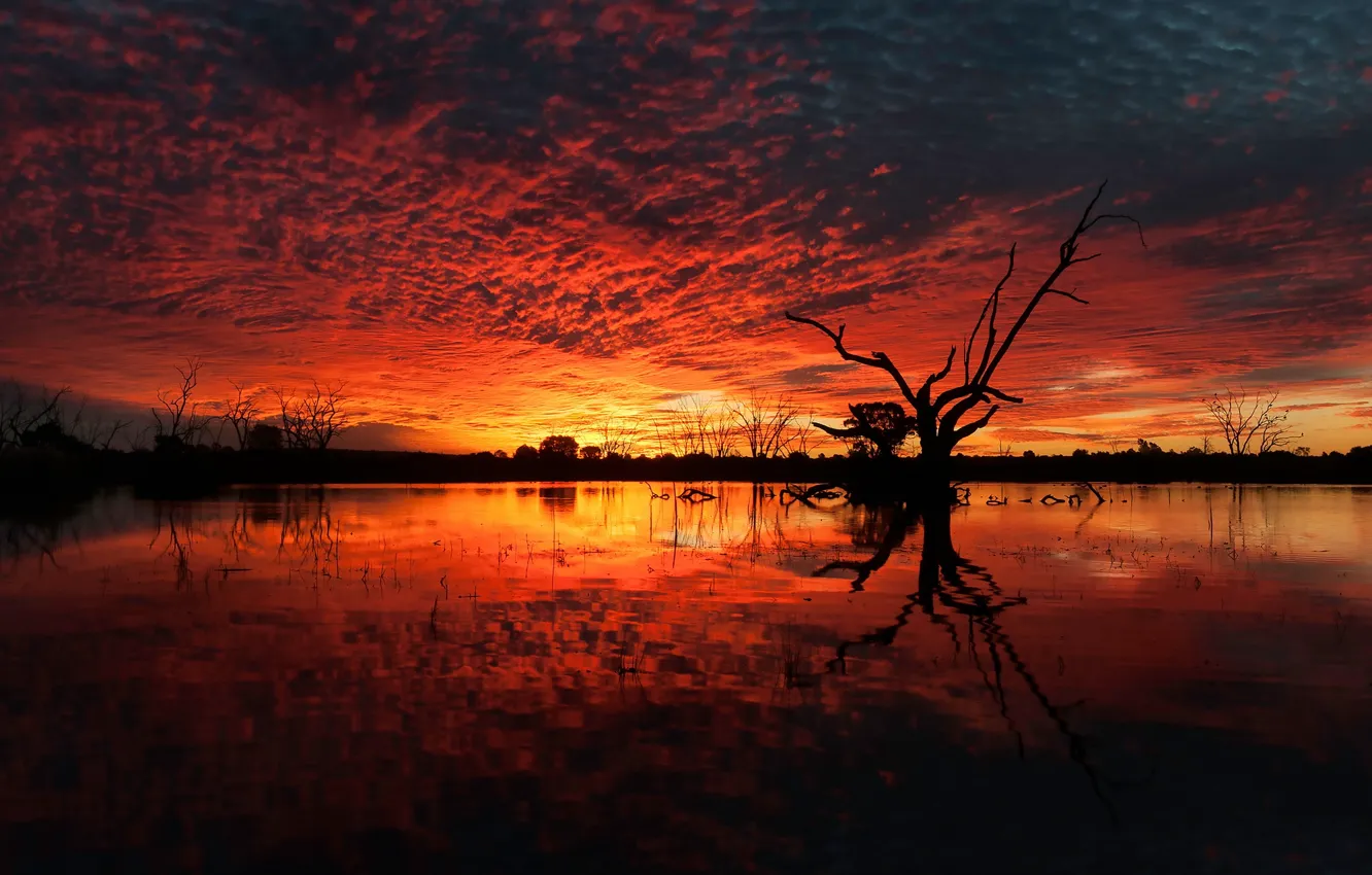 Photo wallpaper red, yellow, sunset, water, orange, marsh, dead tree